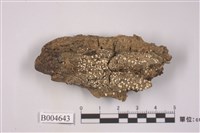 藏品(雞皮衣)的圖片